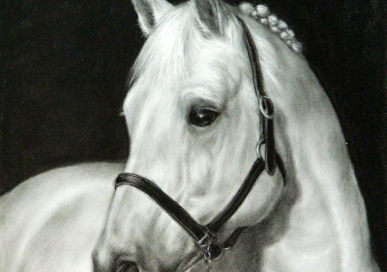 Disegni